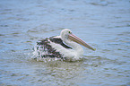 Australian pelican