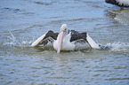 Australian pelican