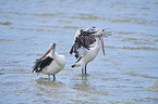 Australian pelicans