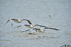 Australian pelicans