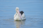 Australian pelican