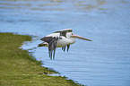 Australian pelican