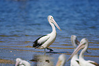 Australian Pelicans at the beach