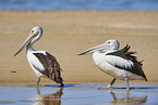 Australian Pelicans at the beach