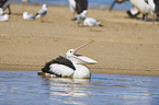 swimming Australian Pelican