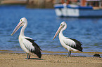 Australian Pelicans at the beach