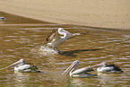 Australian Pelicans at the beach