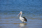 standing Australian Pelican