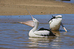 Australian Pelicans at the beach