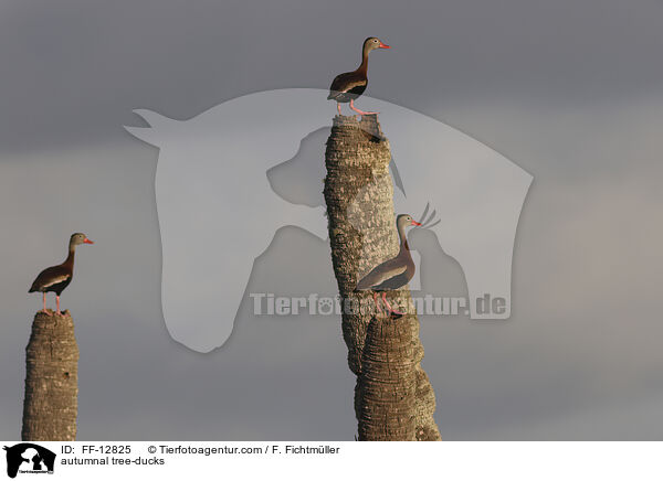 Herbstpfeifgnse / autumnal tree-ducks / FF-12825