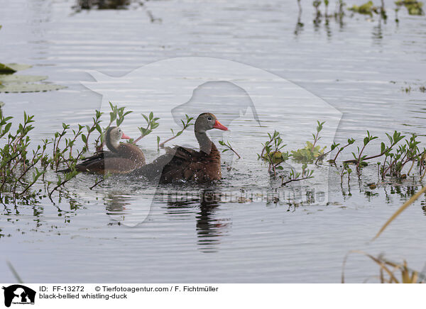 Herbstpfeifgans / black-bellied whistling-duck / FF-13272