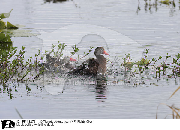Herbstpfeifgans / black-bellied whistling-duck / FF-13273