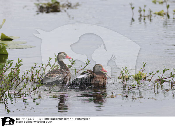 Herbstpfeifgans / black-bellied whistling-duck / FF-13277