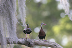 autumnal tree-duck