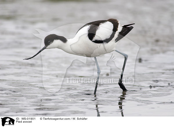 Pied avocet / WS-01901