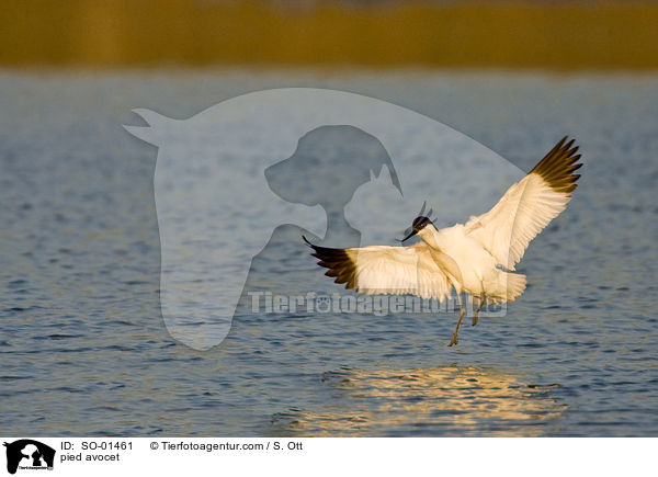 pied avocet / SO-01461