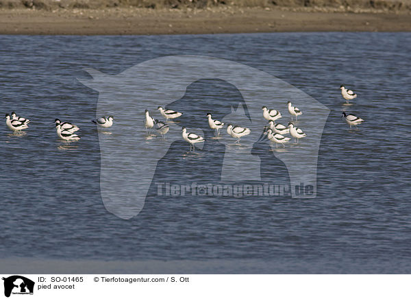 Sbelschnbler / pied avocet / SO-01465
