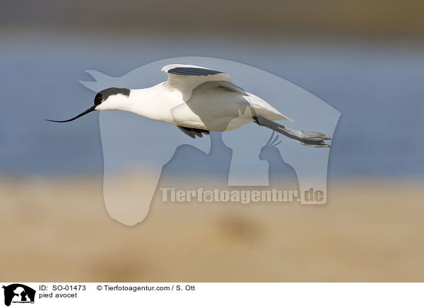 pied avocet / SO-01473