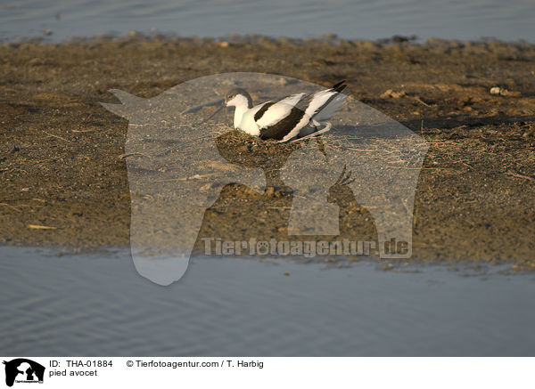 pied avocet / THA-01884