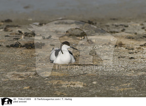 pied avocet / THA-01889