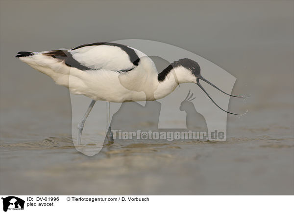 pied avocet / DV-01996