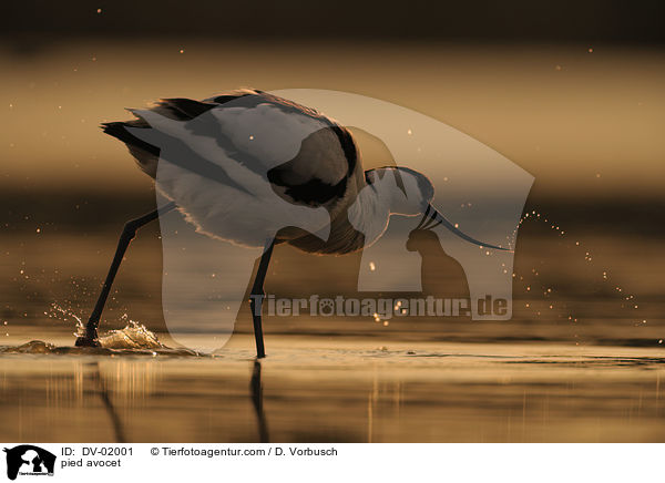 pied avocet / DV-02001