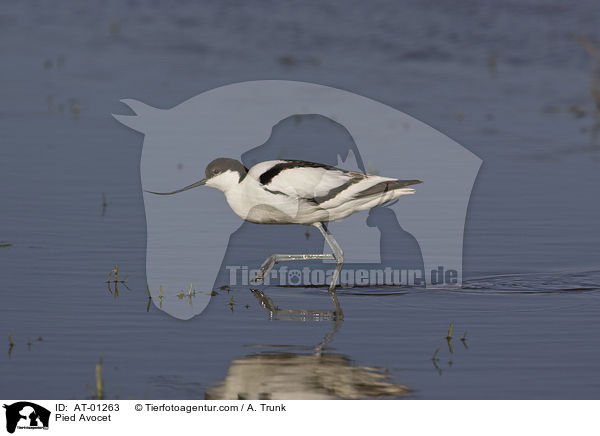 Pied Avocet / AT-01263