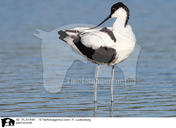 Sbelschnbler / pied avocet / FL-01546