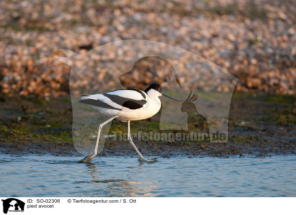 pied avocet / SO-02306