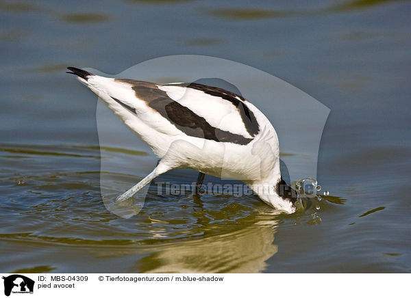 Sbelschnbler / pied avocet / MBS-04309