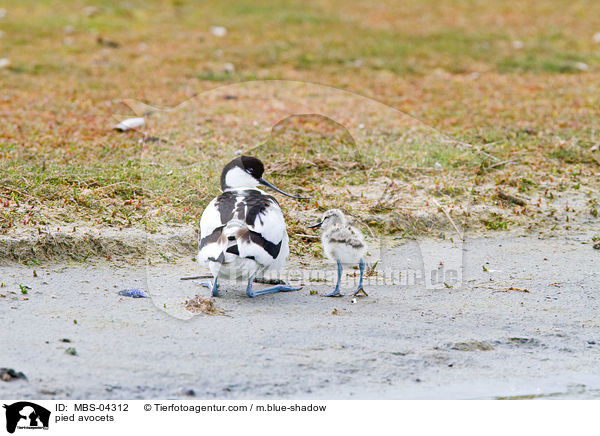 Sbelschnbler / pied avocets / MBS-04312