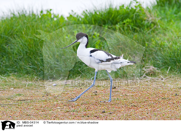 Sbelschnbler / pied avocet / MBS-04314