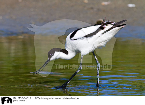 Sbelschnbler / pied avocet / MBS-04319