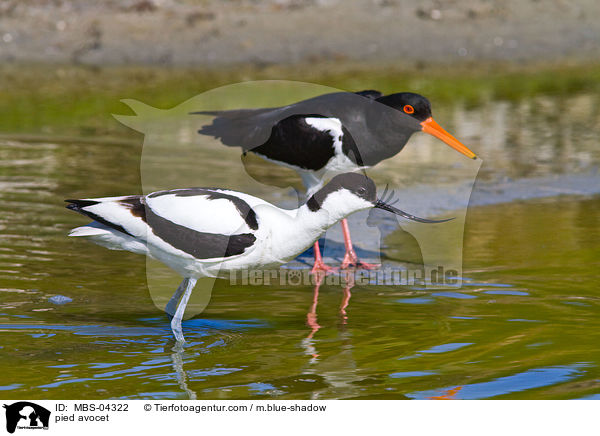 Sbelschnbler / pied avocet / MBS-04322