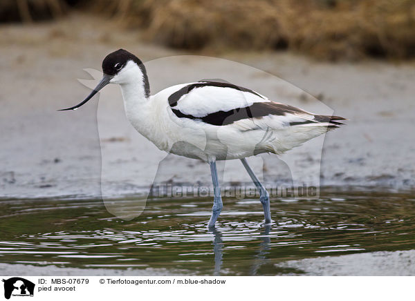 Sbelschnbler / pied avocet / MBS-07679