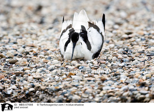 Sbelschnbler / pied avocet / MBS-07688