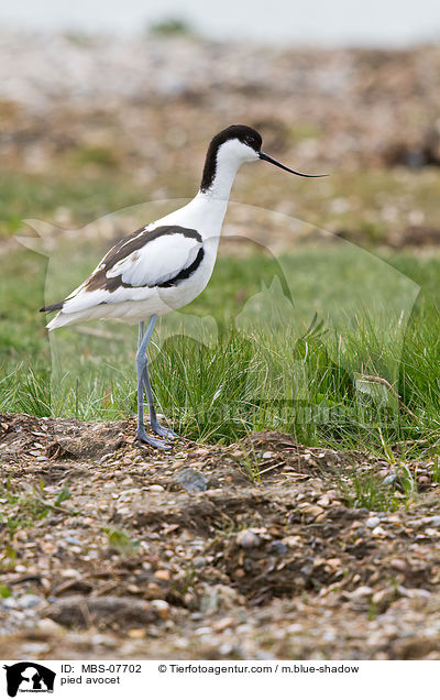 pied avocet / MBS-07702