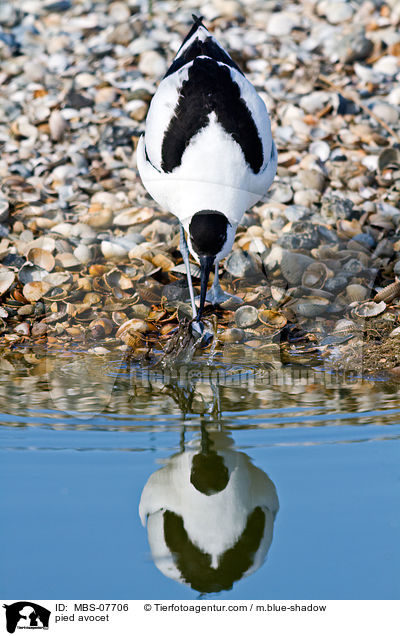 Sbelschnbler / pied avocet / MBS-07706