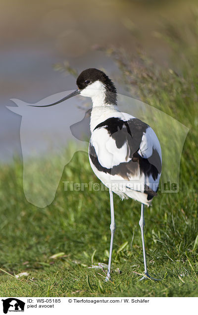 Sbelschnbler / pied avocet / WS-05185