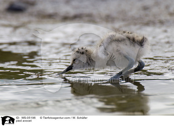 Sbelschnbler / pied avocet / WS-05196