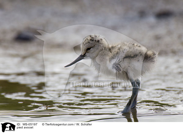 pied avocet / WS-05197