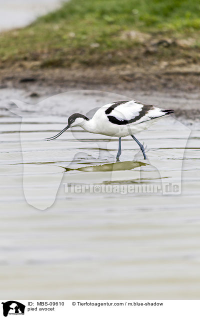 pied avocet / MBS-09610