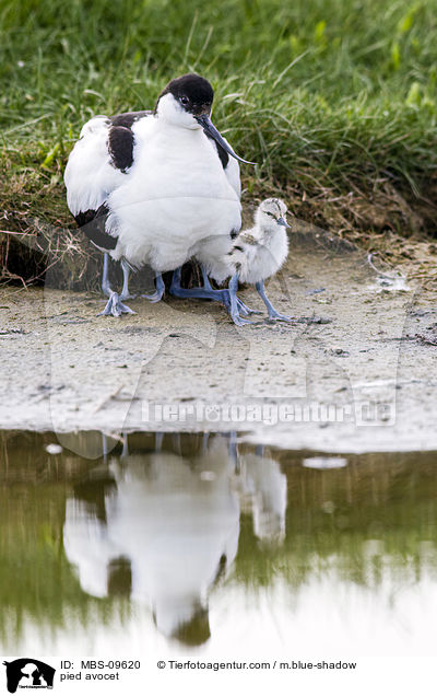 pied avocet / MBS-09620