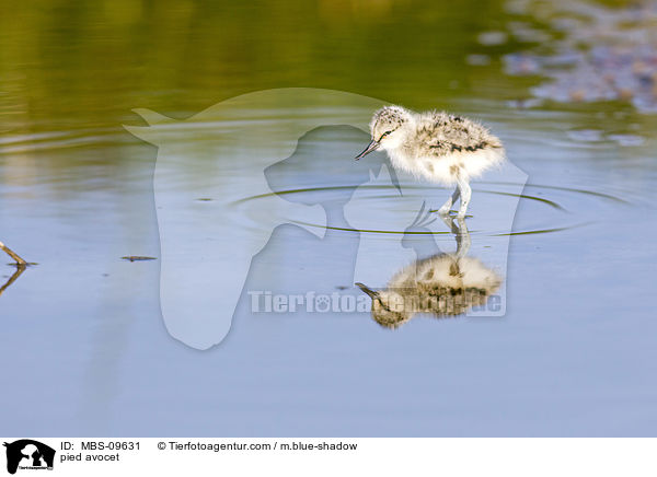 Sbelschnbler / pied avocet / MBS-09631