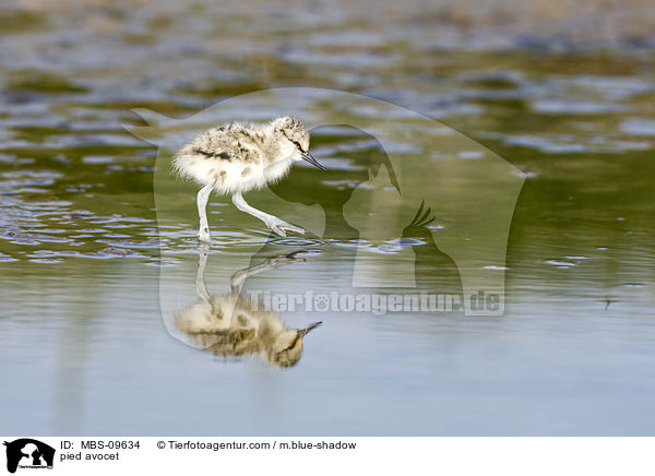 pied avocet / MBS-09634