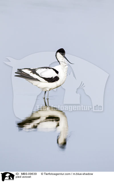 Sbelschnbler / pied avocet / MBS-09639