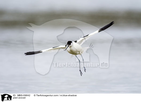 Sbelschnbler / pied avocet / MBS-09642