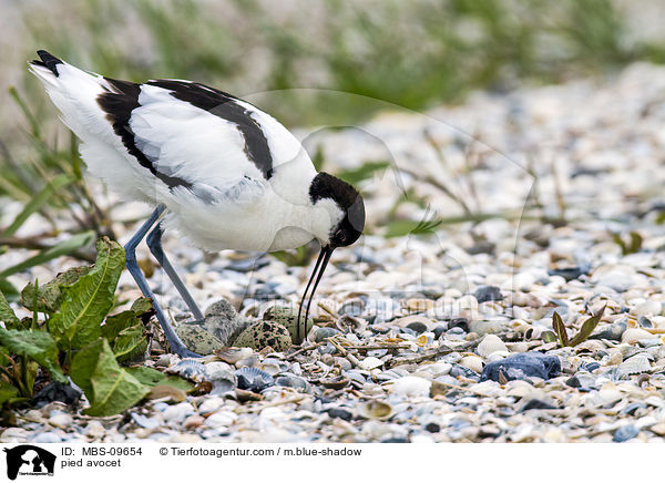 pied avocet / MBS-09654