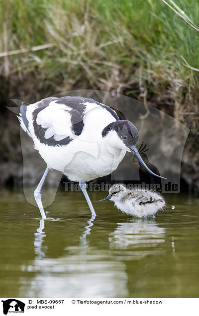 Sbelschnbler / pied avocet / MBS-09657