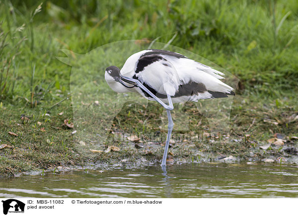 Sbelschnbler / pied avocet / MBS-11082